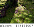 Sunlight filtering through the moss and the roots of large trees in the grounds of Izumo Taisha Shrine. 143141907