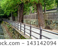 A tranquil scene of a path lined with large trees within the grounds of Izumo Taisha Shrine. 143142094