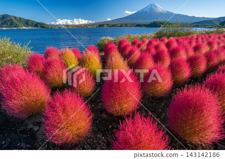 富士山和地膚,河口湖,秋天的紅地膚 富士山和地膚,河口湖,秋天的紅地膚 143142186