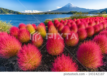 富士山和地膚,河口湖,秋天的紅地膚 富士山和地膚,河口湖,秋天的紅地膚 143142187