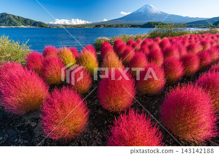 富士山和地膚，河口湖，秋天的紅地膚 143142188