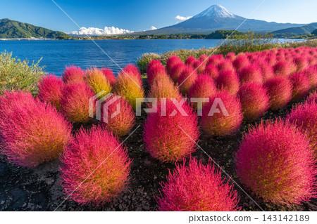 富士山和地膚,河口湖,秋天的紅地膚 富士山和地膚,河口湖,秋天的紅地膚 143142189