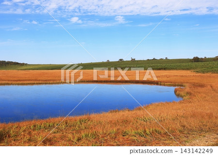 藍天和廣闊的綠色濕地 藍天和廣闊的綠色濕地 143142249