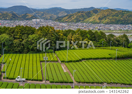 靜岡縣島田市的茶園景觀 143142262