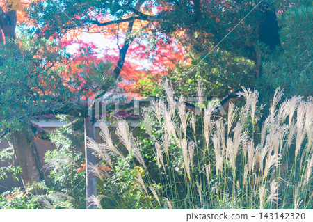Autumn foliage photos at a temple in Kyoto Autumn foliage photos at a temple in Kyoto 143142320