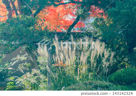 京都寺廟的秋葉照片 京都寺廟的秋葉照片 143142324