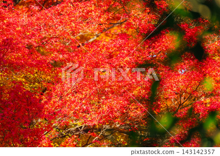 京都寺廟的秋葉照片 京都寺廟的秋葉照片 143142357