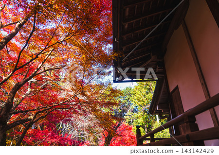京都寺廟的秋葉照片 京都寺廟的秋葉照片 143142429