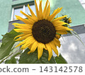 Sunflower Bloom with Green Leaves Against Green Building 143142578