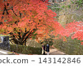 Autumn leaves of the castle site 143142846