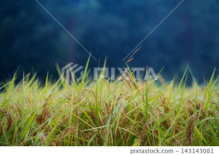 飽經雨水浸透、低垂著頭的成熟稻稈,以及霧氣繚繞的景色。 飽經雨水浸透、低垂著頭的成熟稻稈,以及霧氣繚繞的景色。 143143081