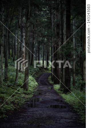 雨後,一條靜謐的山路穿過雪松林,路上還有水坑。 雨後,一條靜謐的山路穿過雪松林,路上還有水坑。 143143083