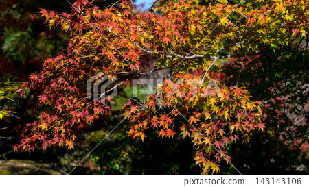 Vibrant autumn leaves adorn Kyoto in the fall. Vibrant autumn leaves adorn Kyoto in the fall. 143143106