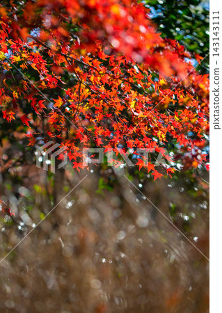 Vibrant autumn leaves adorn Kyoto in the fall. Vibrant autumn leaves adorn Kyoto in the fall. 143143111