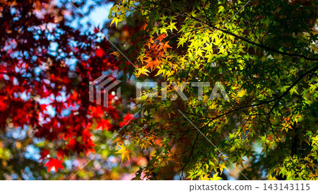 Vibrant autumn leaves adorn Kyoto in the fall. Vibrant autumn leaves adorn Kyoto in the fall. 143143115