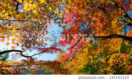 Vibrant autumn leaves adorn Kyoto in the fall. Vibrant autumn leaves adorn Kyoto in the fall. 143143120
