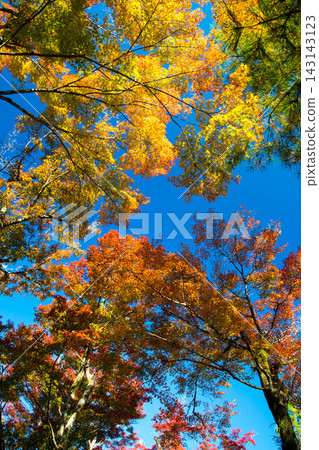Vibrant autumn leaves adorn Kyoto in the fall. Vibrant autumn leaves adorn Kyoto in the fall. 143143123