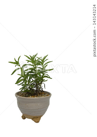 French lavender dentata planted in a Japanese-style ceramic pot against a white background. French lavender dentata planted in a Japanese-style ceramic pot against a white background. 143143214