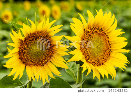 Sunflowers in full bloom (Kaminokawa Town, Tochigi Prefecture) Sunflowers in full bloom (Kaminokawa Town, Tochigi Prefecture) 143143281