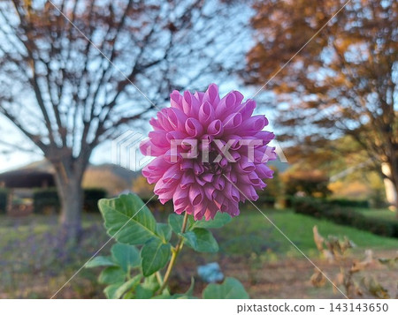 Dahlia blooming in the park Dahlia blooming in the park 143143650