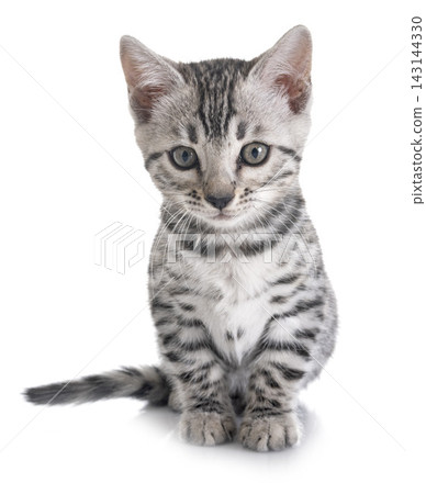 bengal kitten in studio bengal kitten in studio 143144330