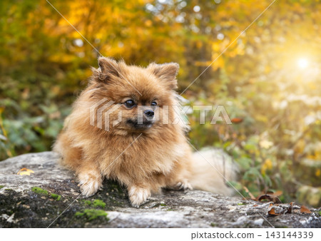 pomeranian in nature pomeranian in nature 143144339