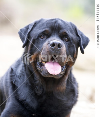 rottweiler in nature rottweiler in nature 143144340