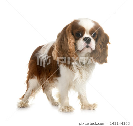 cavalier king charles cavalier king charles 143144363