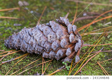 A large pine cone that fell onto moss and pine needles A large pine cone that fell onto moss and pine needles 143144646