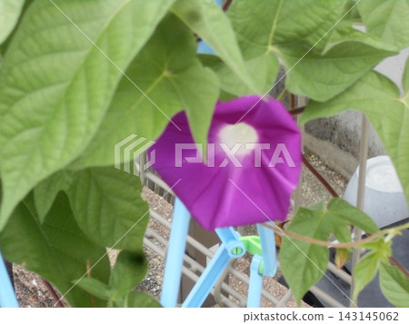 Morning glory Morning glory 143145062