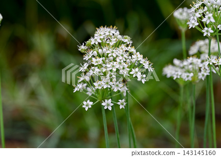 Bamboo flower Bamboo flower 143145160