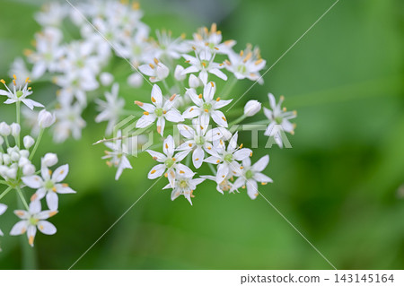 Bamboo flower Bamboo flower 143145164