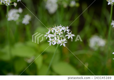 Bamboo flower Bamboo flower 143145169
