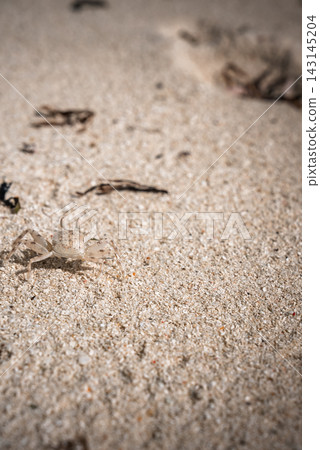 A small ghost crab walks across the sandy beach in Maldives A small ghost crab walks across the sandy beach in Maldives 143145204