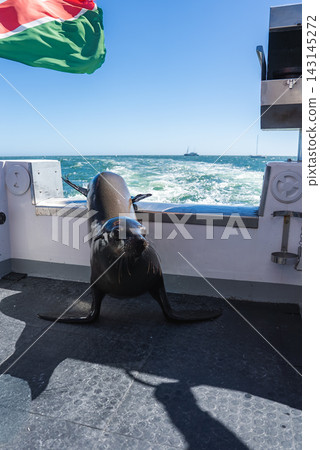 A Cape fur seal rests aboard a boat in Namibia A Cape fur seal rests aboard a boat in Namibia 143145272