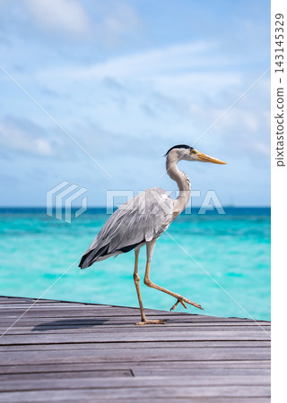 Grey heron strides on wooden overwater boardwalk in Maldives Grey heron strides on wooden overwater boardwalk in Maldives 143145329