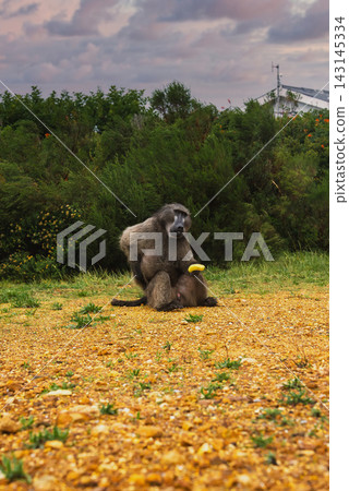 Chacma baboon holding a banana in Cape Town South Africa Chacma baboon holding a banana in Cape Town South Africa 143145334