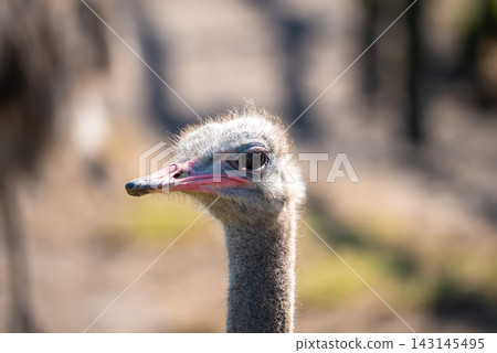Head and neck of an ostrich on a farm in Cape Town Head and neck of an ostrich on a farm in Cape Town 143145495