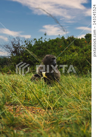 Chacma baboon eating a banana outdoors in Cape Town, South Africa Chacma baboon eating a banana outdoors in Cape Town, South Africa 143145524