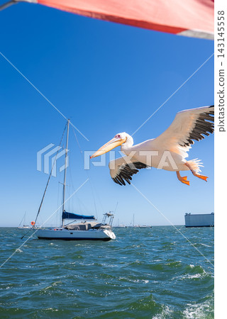 Great white pelican flies over ocean near boat in Namibia 143145558