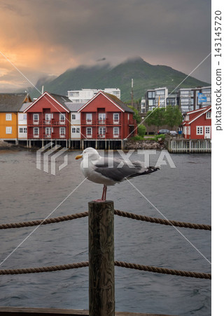 Seagull sits on a wooden post by the harbor in Svolvaer, Lofoten, Norway Seagull sits on a wooden post by the harbor in Svolvaer, Lofoten, Norway 143145720
