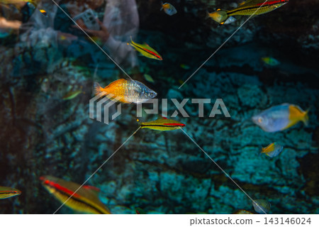 Small yellow and red tetras and a larger rainbowfish glide before rock like substrate in an aquarium in Las Palmas, with soft light and faint visitor reflections. Small yellow and red tetras and a larger rainbowfish glide before rock like substrate in an aquarium in Las Palmas, with soft light and faint visitor reflections. 143146024