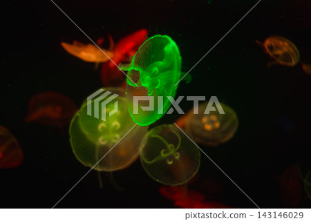 Translucent moon jellyfish drift in a dark aquarium at Gran Canaria. A vivid green specimen centers among amber and red forms, with clover gonads and fine tentacles. Translucent moon jellyfish drift in a dark aquarium at Gran Canaria. A vivid green specimen centers among amber and red forms, with clover gonads and fine tentacles. 143146029