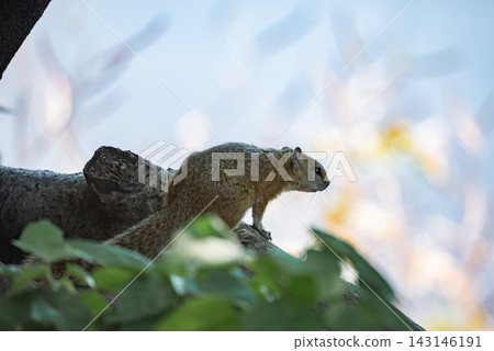 A golden brown tree squirrel perches on a rough bark branch in Chobe National Park near the Botswana and Zimbabwe border, side lit with a rim glow in early morning. A golden brown tree squirrel perches on a rough bark branch in Chobe National Park near the Botswana and Zimbabwe border, side lit with a rim glow in early morning. 143146191