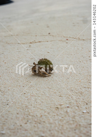 A small hermit crab moves across fine pale sand in the Maldives. Its mottled green shell shows algae and coral. Soft overcast light flattens shadows and isolates the subject. A small hermit crab moves across fine pale sand in the Maldives. Its mottled green shell shows algae and coral. Soft overcast light flattens shadows and isolates the subject. 143146202