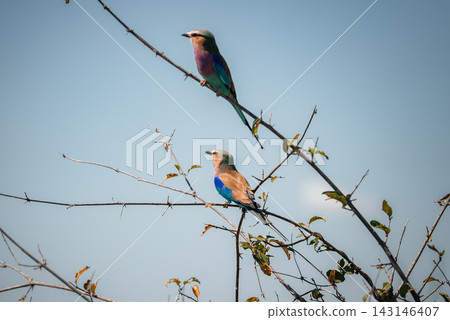 Two lilac breasted rollers perch on spindly branches in Chobe National Park, Botswana, warm light highlights lilac, turquoise, and teal plumage against clear sky. Two lilac breasted rollers perch on spindly branches in Chobe National Park, Botswana, warm light highlights lilac, turquoise, and teal plumage against clear sky. 143146407
