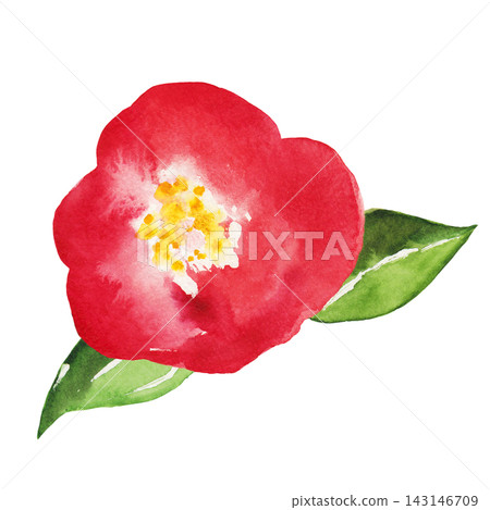 Red Camellia Flower - Hand-Painted Watercolor Illustration Red Camellia Flower - Hand-Painted Watercolor Illustration 143146709