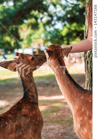 Two sika deer nuzzle a visitor's outstretched arm in Nara Park, Japan. Soft dappled light filters through trees, warm tones, close framing, gentle interaction. Two sika deer nuzzle a visitor's outstretched arm in Nara Park, Japan. Soft dappled light filters through trees, warm tones, close framing, gentle interaction. 143147166