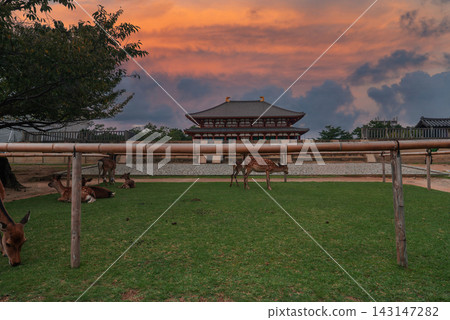 At dusk, sika deer lounge and graze on a green lawn before a classic wooden Buddhist hall in Nara Park, Japan, with tiled rooflines and warm sunset clouds. At dusk, sika deer lounge and graze on a green lawn before a classic wooden Buddhist hall in Nara Park, Japan, with tiled rooflines and warm sunset clouds. 143147282