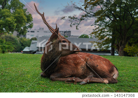 A sika deer with one antler lies on a green lawn near Nara Park, Japan, turning its head toward the camera as modern buildings and trees sit beyond in soft dusk light. A sika deer with one antler lies on a green lawn near Nara Park, Japan, turning its head toward the camera as modern buildings and trees sit beyond in soft dusk light. 143147308
